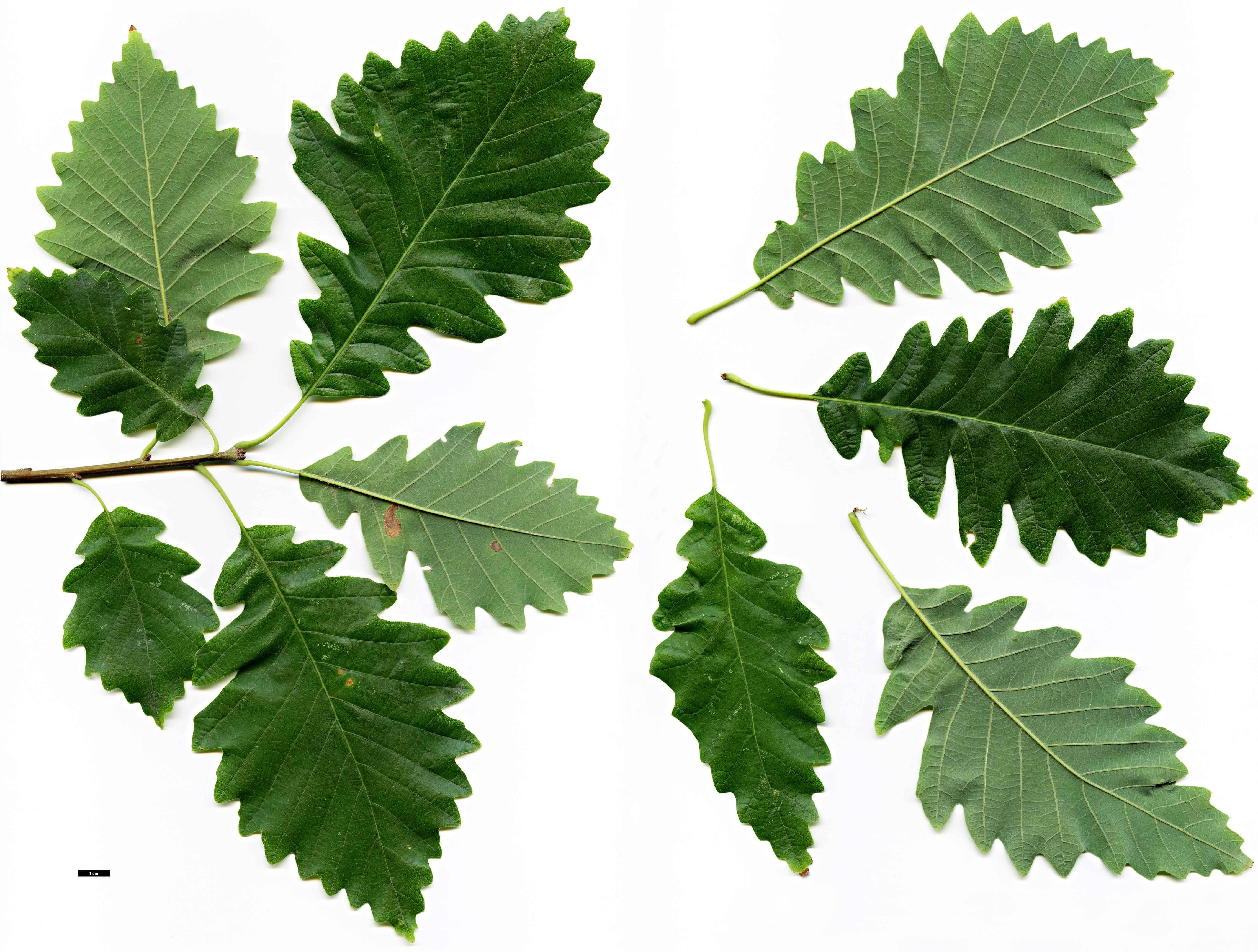 High resolution image: Family: Fagaceae - Genus: Quercus - Taxon: ×deamii (Q.macrocarpa × Q.muehlenbergii)